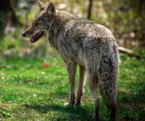 a grey coyote with bared teeth facing away from the camera and looking to the left in a grassy field