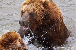 a large brown bear rises out of a stream bearing teeth in an attack on another bear
