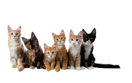 six kittens of different colors sitting in a row